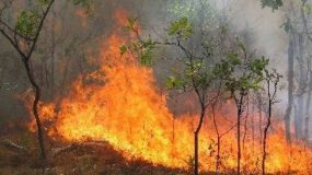 Προς Πάρνηθα κινείται η πύρινη λαίλαπα που κατακαίει τα Δερβενοχώρια