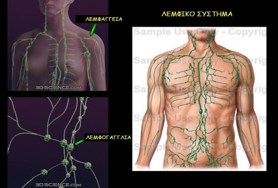 Η συμβολή του λεμφικού συστήματος στην άμυνα του οργανισμού, στην επιδιόρθωση των ιστών και στην απομάκρυνση των τοξινών