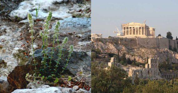 Το αγριολούλουδο αυτό φυτρώνει μόνο στην Ακρόπολη και δεν μπορείς να το βρείς πουθενά αλλού στον κόσμο!