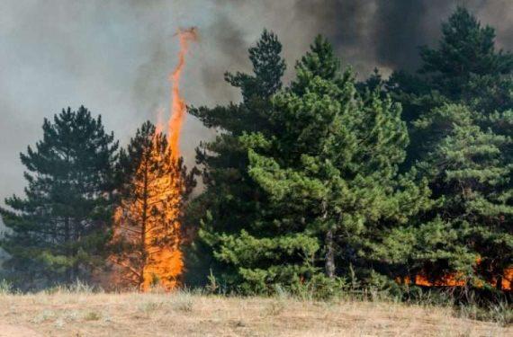 Το δέντρο που σε κατοικημένη περιοχή είναι βόμβα έτοιμη να εκραγεί