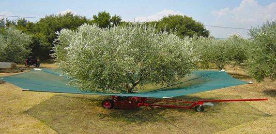 Αυτή τη πατέντα για το μάζεμα των ελιών την περίμενε ο κάθε Έλληνας!!!