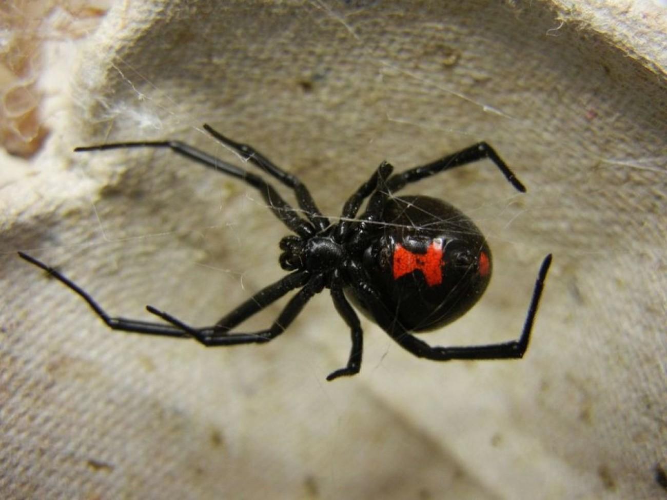 Μαύρη χήρα αράχνη τσίμπησε αγρότη – Αγώνας δρόμου για το αντίδοτο