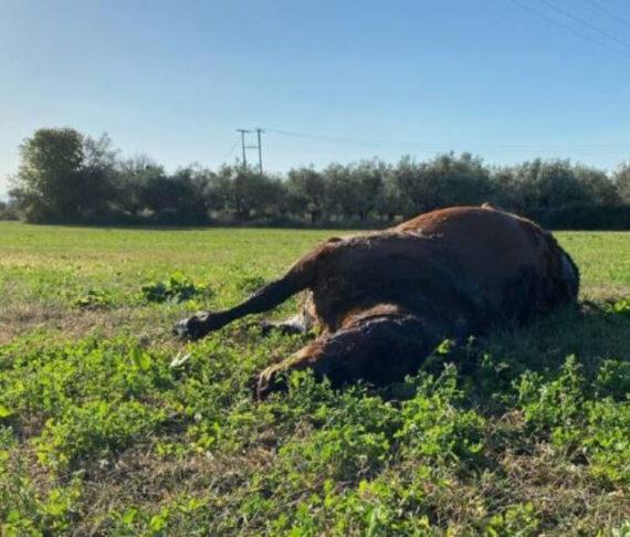 Πόσο απάνθρωπο : Πυροβόλησαν και σκότωσαν άγρια προστατευόμενα άλογα