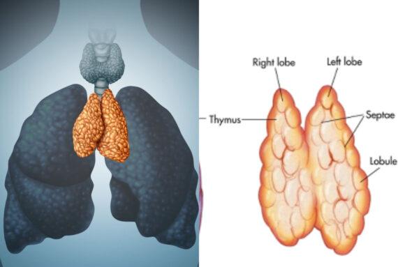 Θύμος αδένας: Τι είναι και από τι κινδυνεύουν όσοι τον αφαιρούν