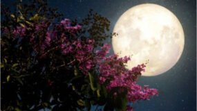 «Φεγγάρι των λουλουδιών»: Η εντυπωσιακή  πανσέληνος του Μαΐου –  φωτογραφίες