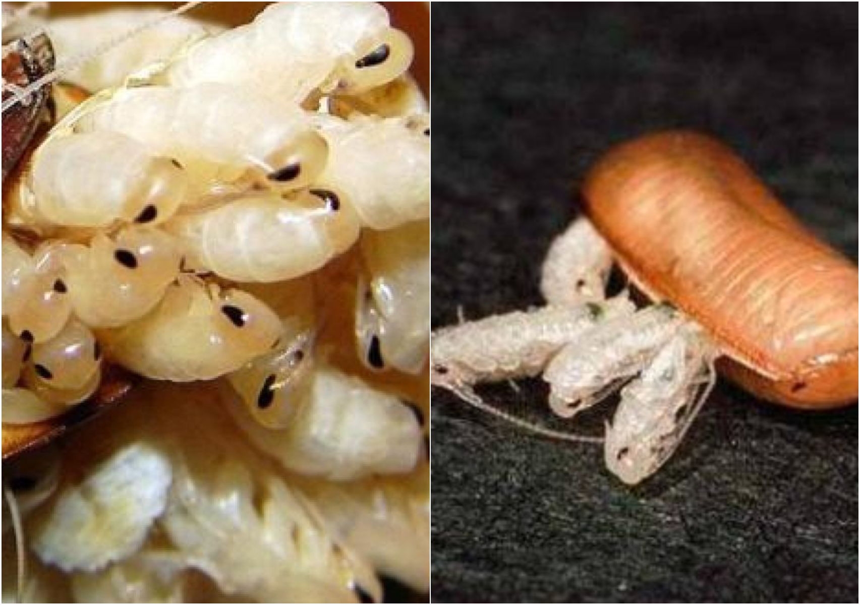 Αυγά Κατσαρίδας: Πώς μοιάζουν που τα γεννούν και πως να τα εξαφανίσετε πριν εκκολαφθούν (φωτογραφίες)