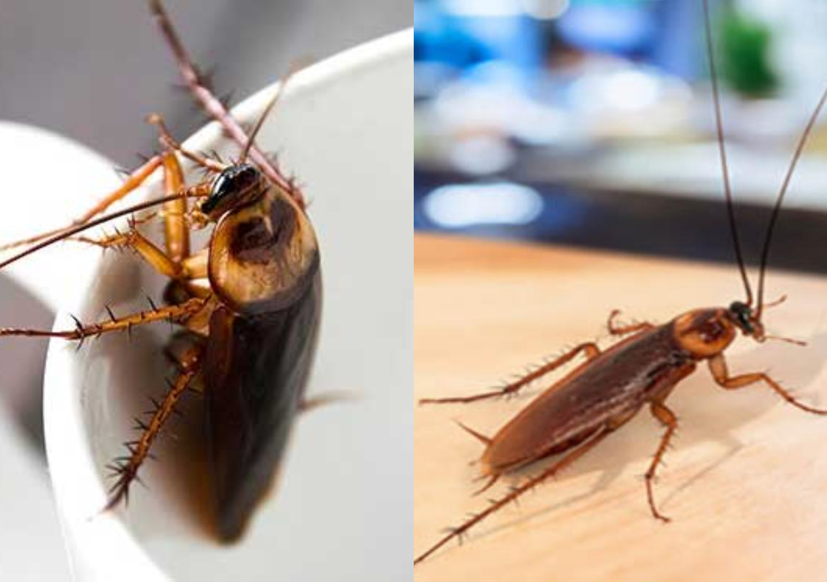 Μεγάλες καφέ κατσαρίδες στο σπίτι: Που κρύβονται και πως να τις εξοντώσετε οριστικά