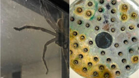 Σκόνη λίπη άλατα και ιστοί αράχνης στο σπίτι: 10 Tips καθαριότητας από ειδικό για όσους απεχθάνονται τις δουλειές του σπιτιού