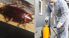 Κατσαρίδες: Τι μπορείτε να κάνετε όταν οι γείτονες δεν συμφωνούν στην απεντόμωση της πολυκατοικίας