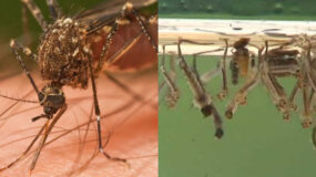 Κουνούπια από την υγρασία και τον καύσωνα: Πως να τα διώξετε και πως να μείνουν μακριά από το σπίτι