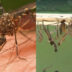 Κουνούπια από την υγρασία και τον καύσωνα: Πως να τα διώξετε και πως να μείνουν μακριά από το σπίτι
