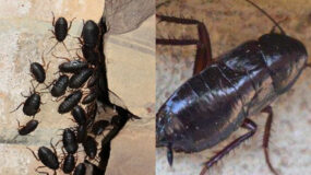 Μαύρες κατσαρίδες που βγαίνουν από την αποχέτευση και τον βόθρο