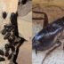 Μαύρες κατσαρίδες που βγαίνουν από την αποχέτευση και τον βόθρο