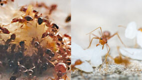 Μικρά ξανθά μυρμήγκια στην κουζίνα: Απαλλαγείτε οριστικά χωρίς χημικά