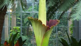 Titan arum : Το λουλούδι με τη χειρότερη μυρωδιά στον κόσμο