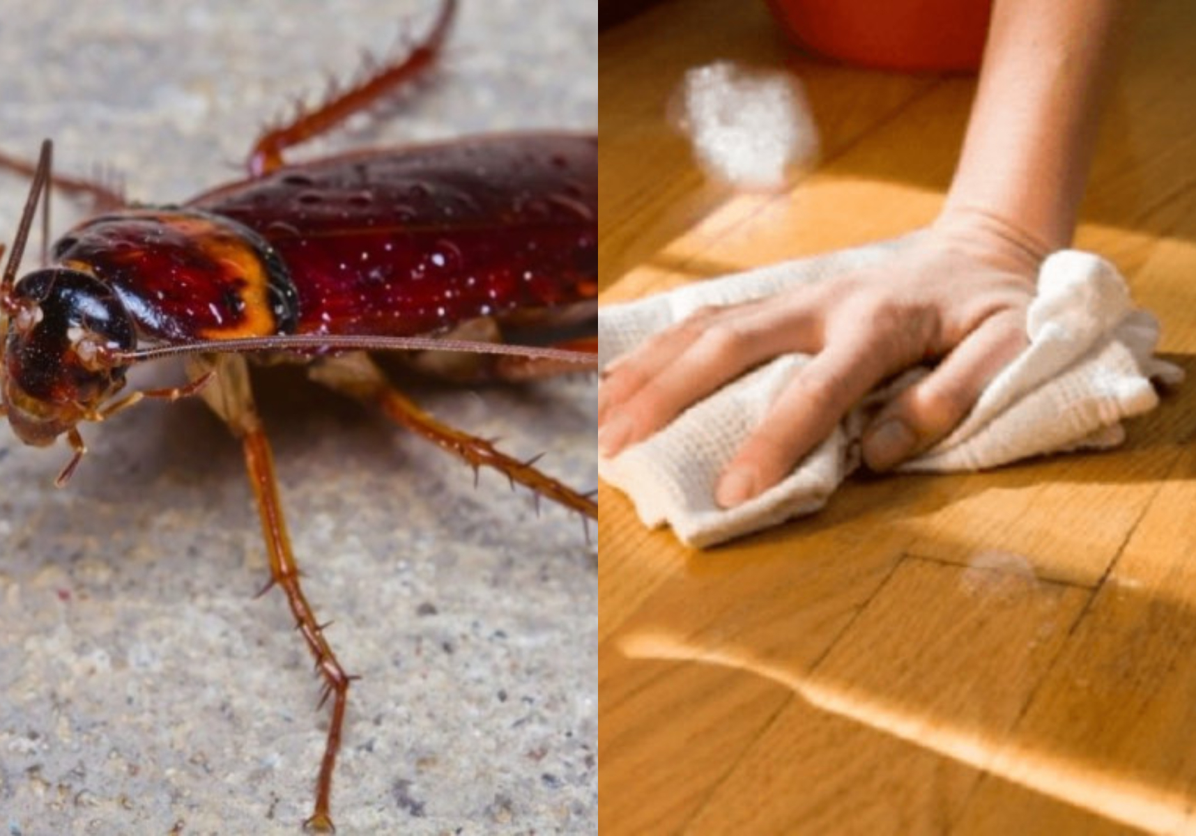 Καθαριστικό για το πάτωμα που κρατάει μακριά τα έντομα για πολύ καιρό