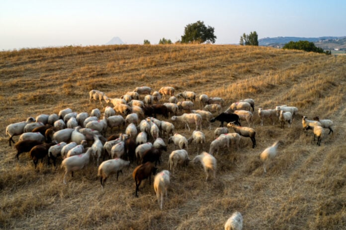 Πανώλη αιγοπροβάτων – Τσιάρας : Περίπου 9.000 ζώα έχουν θανατωθεί – Το ζήτημα είναι να απομονώσουμε τον ιό