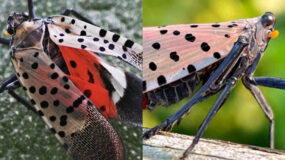 Spotted Lanternfly ή κηλιδωτή φαναρόφλα: Πως να εξαφανίσετε το έντομο που καταστρέφει τα φυτά σας