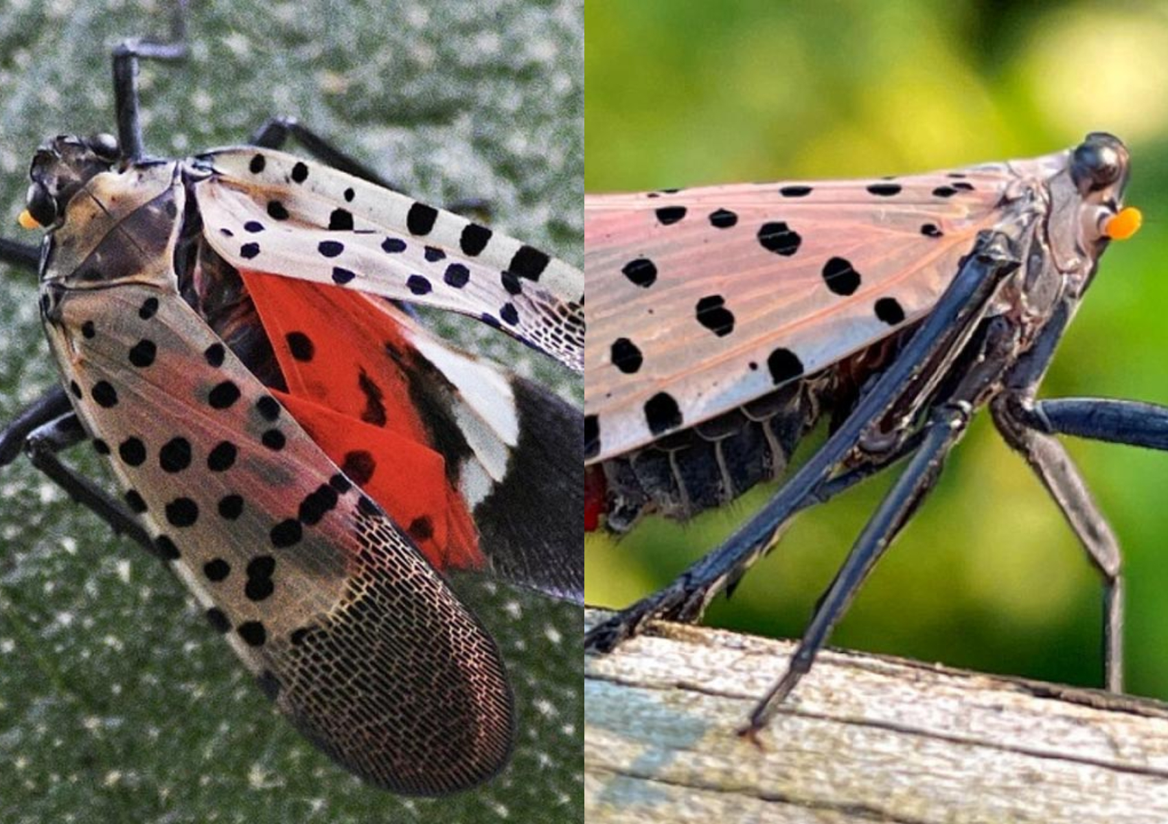 Spotted Lanternfly ή κηλιδωτή φαναρόφλα: Πως να εξαφανίσετε το έντομο που καταστρέφει τα φυτά σας