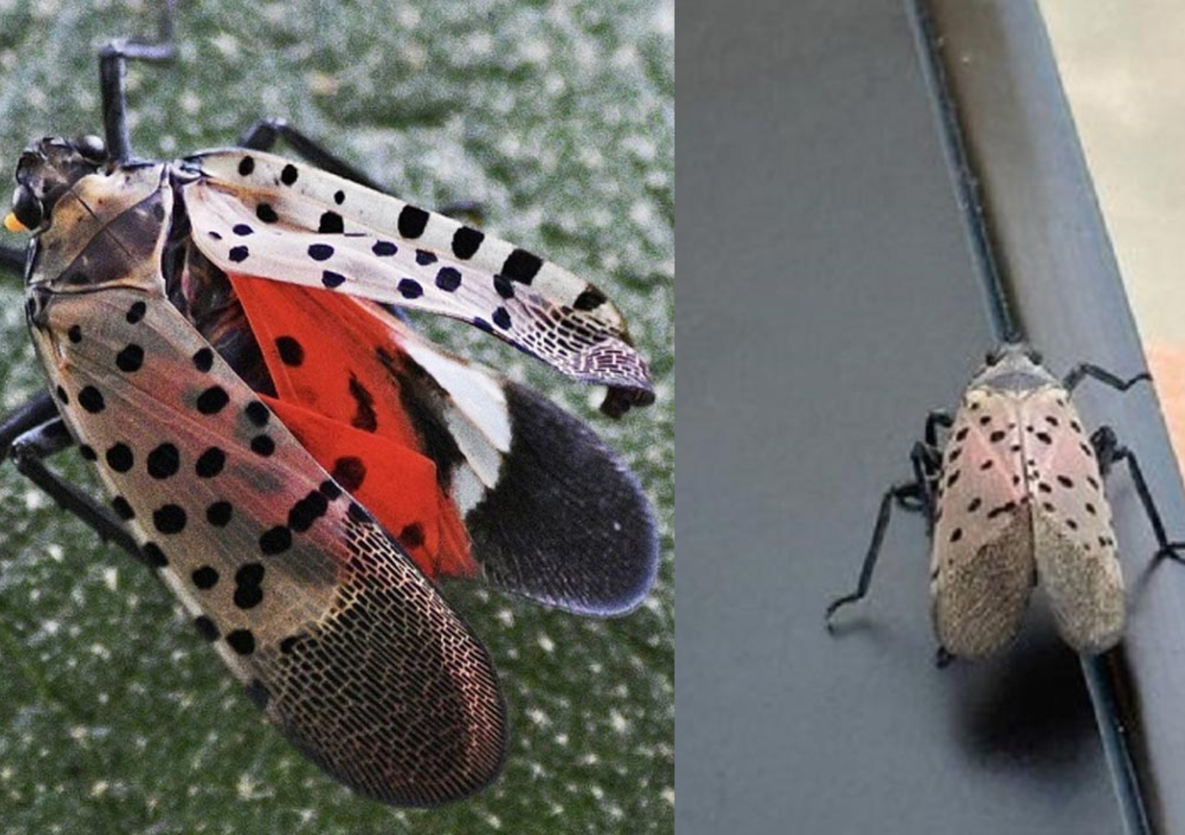 Spotted Lanternfly ή κηλιδωτή φαναρόφλα: Πως να εξαφανίσετε το έντομο που καταστρέφει τα φυτά σας