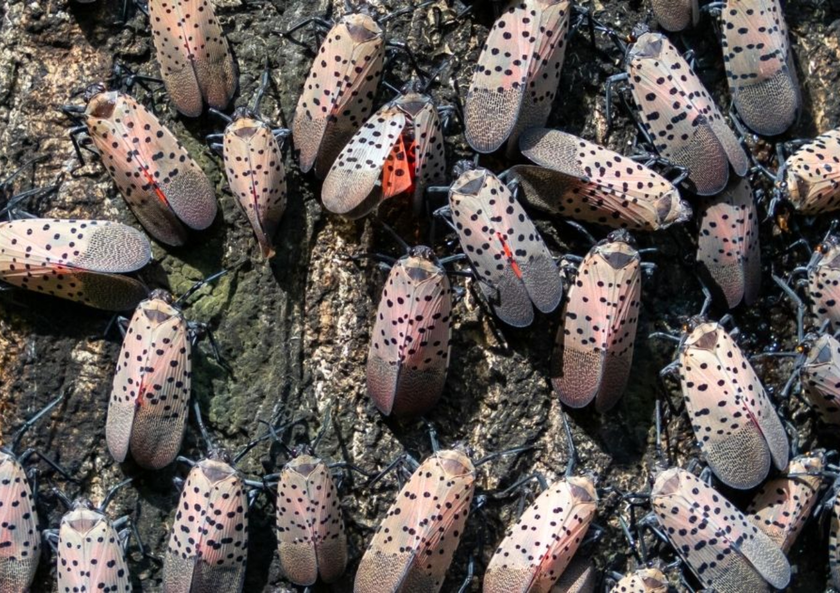 Spotted Lanternfly ή κηλιδωτή φαναρόφλα: Πως να εξαφανίσετε το έντομο που καταστρέφει τα φυτά σας