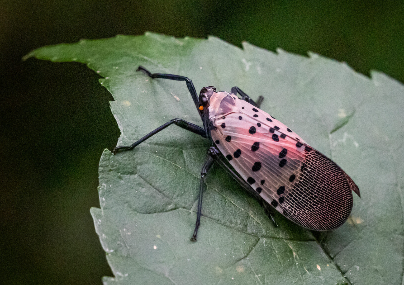 Spotted Lanternfly ή κηλιδωτή φαναρόφλα: Πως να εξαφανίσετε το έντομο που καταστρέφει τα φυτά σας