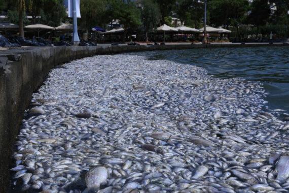 Βόλος: Ειδικός εξηγεί πώς προέκυψε το πρόβλημα με τα νεκρά ψάρια