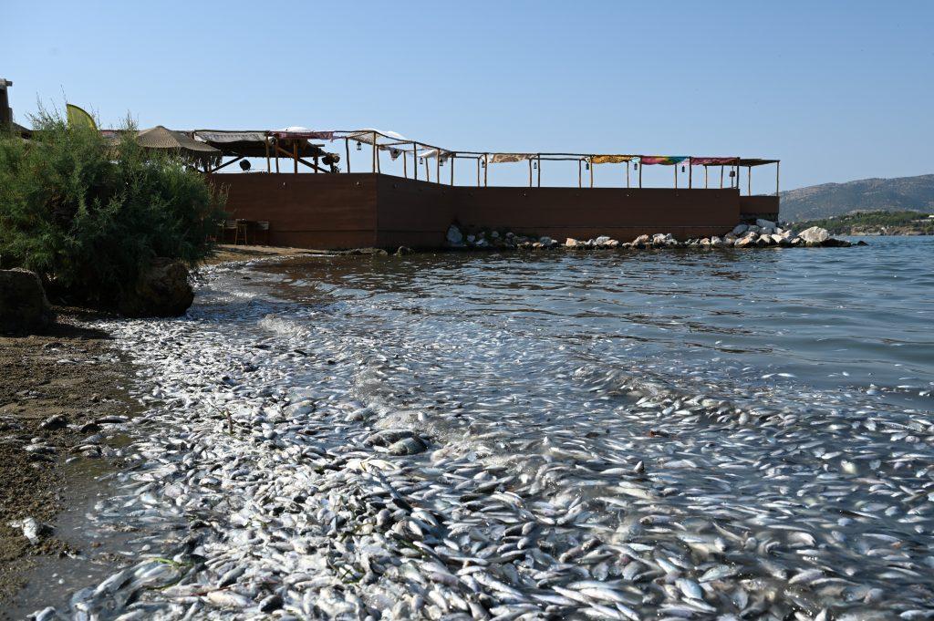 Βόλος : Το ξεσπασμα των ανθρώπων και η Οικολογική καταστροφή (βίντεο)