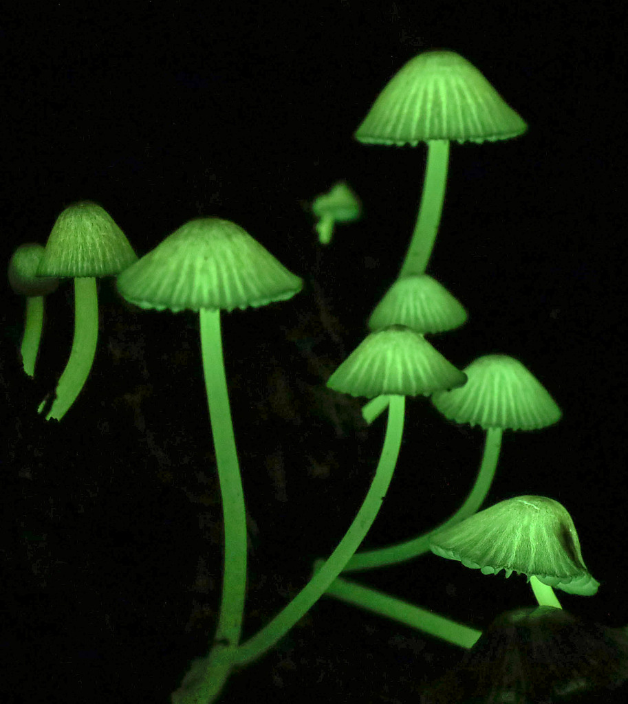 Mycena Lux-το-μανιτάρι-που-λάμπει-στην-Ιαπωνία-